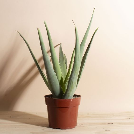 Aloe Vera